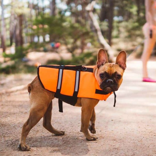 veste de flottaisons pour chien