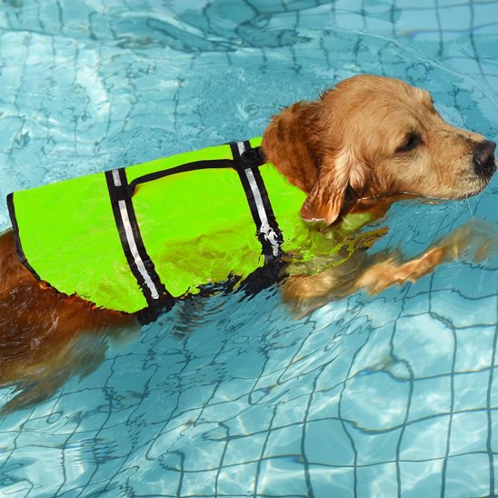 veste de flottaisons pour chien 